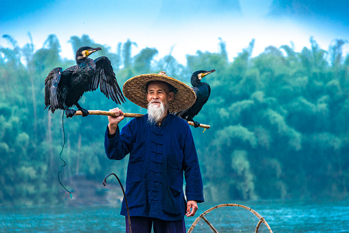 Traditional Chinese 75 year old senior fisherman in traditional clothes and bamboo hat on his wooden fishing raft with two cormorants fishing on the Li River in the early morning fog light at sunrise. Shot at Xing Ping, close to the city of Yangshuo County, Guangxi, Guilin, China.