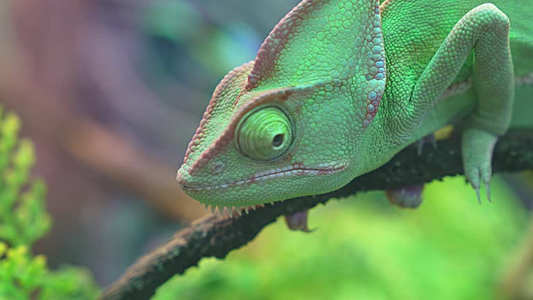 A green chameleon on a branch. Exotic animal at home.