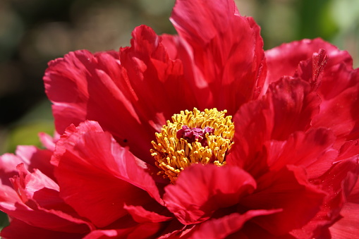 A spring flower. The red flower of the peony. Red peony close-up.