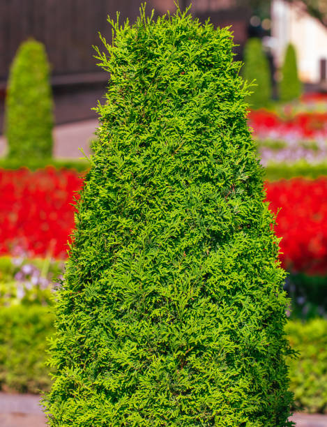 istock Trimmed thuja in the park in nature 2148984194