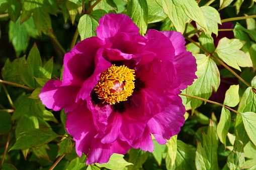 A spring flower. The bright pink flower of the peony. Bright pink peony close-up.