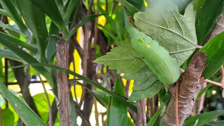 Caterpillar Eats Leaf