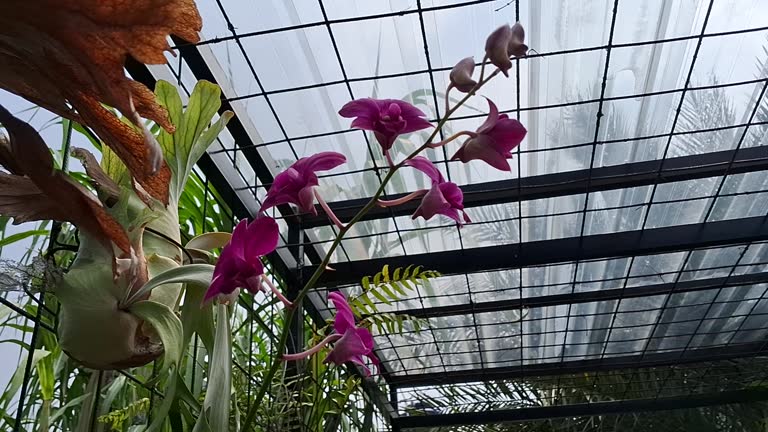 Purple Orchid in Greenhouse