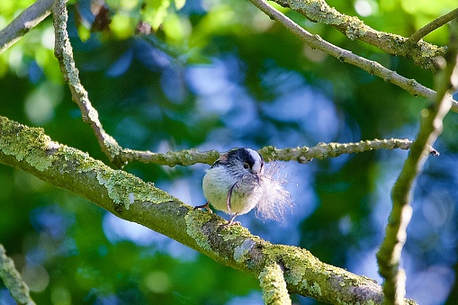 Long tailed tit bird perched with a feather in its beak