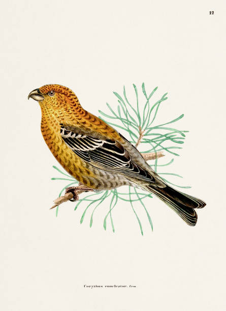 Finch Bird illustration. Vintage bird art. Ca 1878