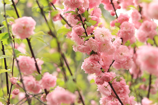 Prunus triloba Plena. Beautiful pink flowers