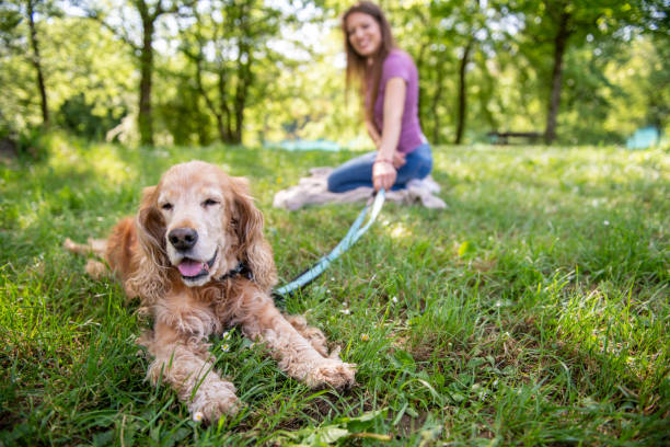 istock A cocker spaniel having fun with its owner in the park 2148985763