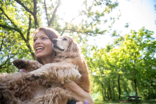 istock A cocker spaniel having fun with its owner in the park 2148985804