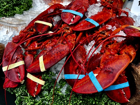 Fresh red lobsters with bands around their claws. Display in a fish market