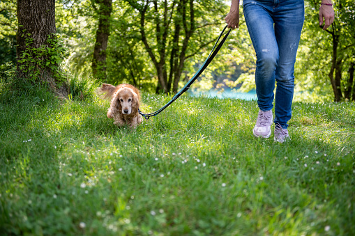 A cocker spaniel on a walk with its owner, dog sitter.