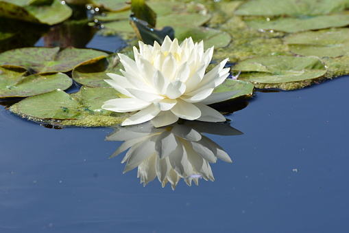 White Water Lily Reflection on Lily Pad Pond