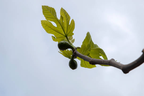 Close Up Of A Fig Tree At Amsterdam The Netherlands 16-4-2024 Close Up Of A Fig Tree At Amsterdam The Netherlands 16-4-2024 vijgenboom stock pictures, royalty-free photos & images