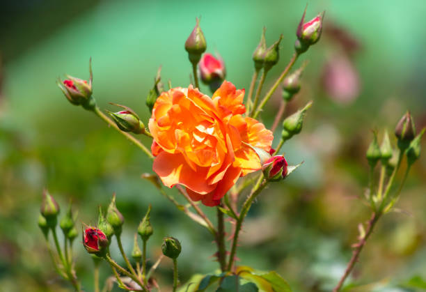 Beautiful rose flowers in nature.