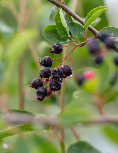 istock Ripe Irga berry in nature 2148987570