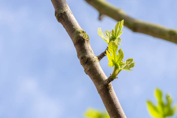 Close Up A Fig Tree At Amsterdam The Netherlands 14-4-2024 Close Up A Fig Tree At Amsterdam The Netherlands 14-4-2024 vijgenboom stock pictures, royalty-free photos & images