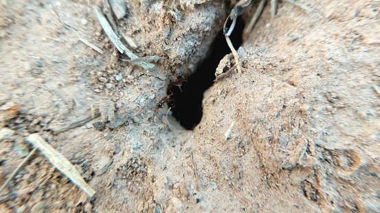 house of ants macro closeup view