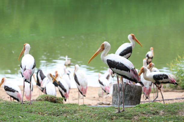 istock The Painted Stork bird (Mycteria leucocephala) in garden 2148988468