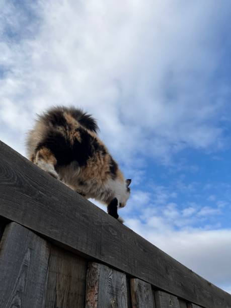 istock Fluffy cat walking on fence post against blue sky 2148988500