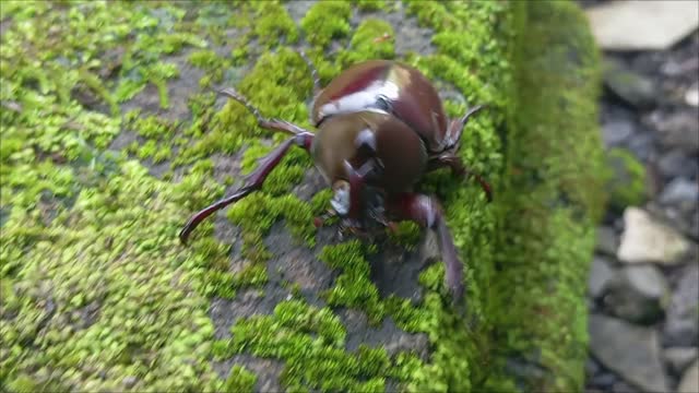 Horn beetle insect