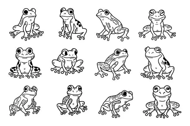 Vector illustration of A series of 12 different frogs are shown in various poses