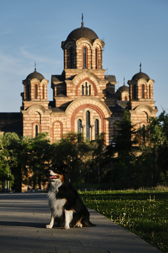 Australian Shepherd black tricolor sits in Tashmaidan Park near St. Mark's Church on sunny spring day. The dog travels to popular tourist spots in Serbia, Belgrade. Orthodox church in Tasmajdan Park