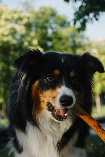 istock Black tricolor fluffy Australian Shepherd plays with a tree stick in a spring park in a green clearing. A charming playful dog having fun on a walk. Close up view portrait. 2148989526