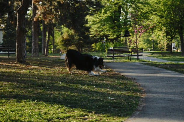 Black tricolor fluffy Australian Shepherd plays with a tree stick in a spring park in a green clearing. A charming playful dog having fun on a walk
