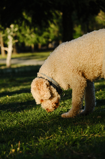 Lagotto romagnolo in spring park. The Italian curly-haired beige water dog walks on the green grass and sniffs