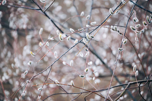Early spring, nature wakes up, first buds of the trees