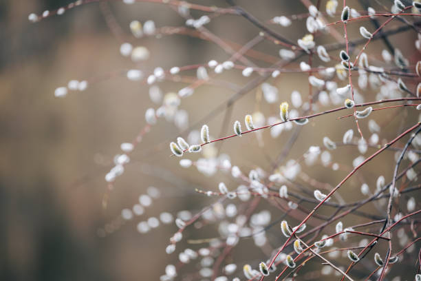 istock Branches of willow tree with catkins in early spring 2148990058