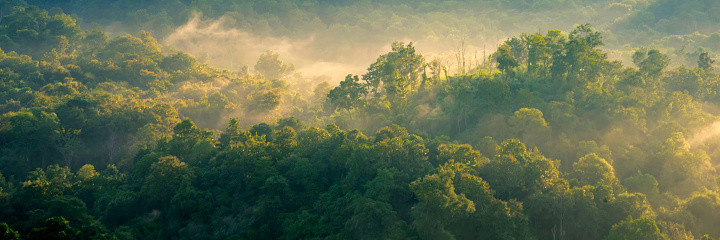 Banner Beautiful Mountain landscape foggy mountain green landscape morning sunrise. Amazing Landscape mountain green tropical forest tree on sunrise. Banner forest sunlight scenery with copy space