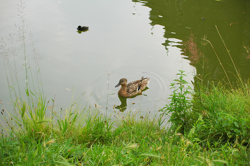 Duck Swimming in a Peaceful Pond