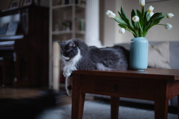 Domestic cat, Animal, living room, tulip