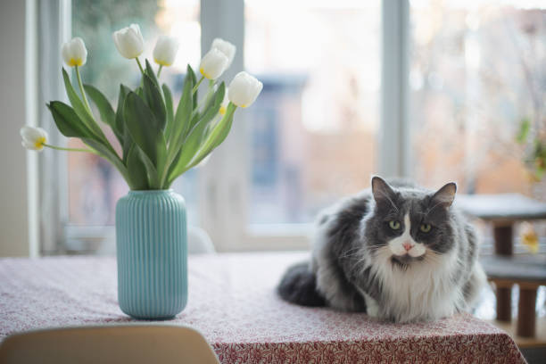 istock Domestic cat and white tulips on a table 2148990917