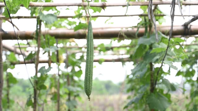 Luffa acutangula, fresh Cucurbitaceae green vegetables in hanging garden