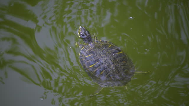 The pond slider (Trachemys scripta) breathes and swims in a pond near the surface of the water