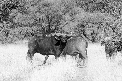 Cape Buffalo in Southern African savannah