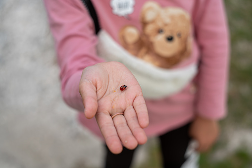 ladybug is at child's hand