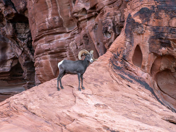 istock Desert Bighorn Sheep on sandstone cliffs 2148992133