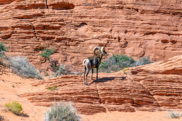 Desert Bighorn Sheep on sandstone cliffs in the Valley of Fire State Park near Las Vegas Nevada.