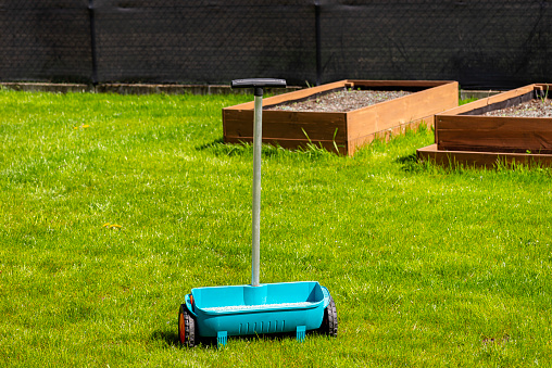 Fertilizing a young lawn with grass fertilizer in granules using a manual grass seeder.