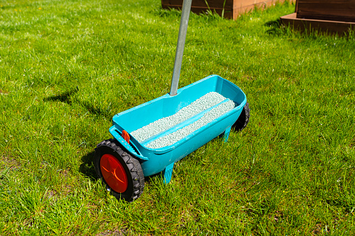 Fertilizing a young lawn with grass fertilizer in granules using a manual grass seeder.