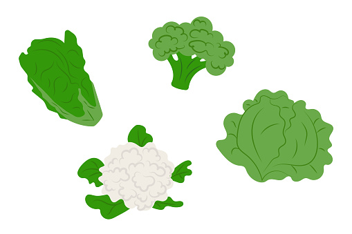 Cabbage set. Vector illustration of cruciferous vegetables, cabbage, broccoli, cauliflower, Chinese cabbage isolated on white background. Healthy natural foods, fresh green vegetables.