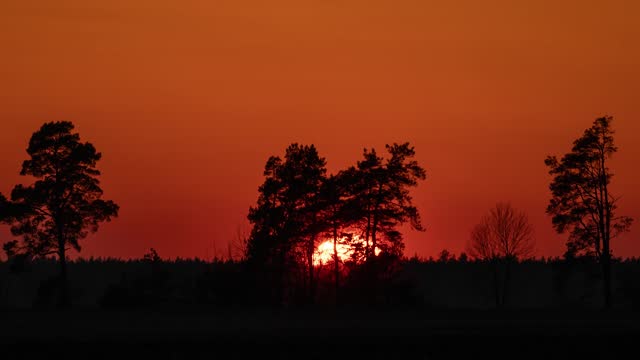 Timelapse of sun setting above the horizon with pine trees on the foreground