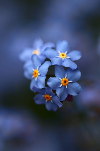 istock Close-up of forget-me-not 2148995004