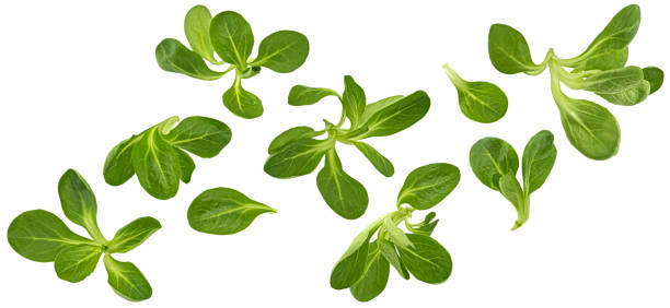 istock Fresh lamb lettuce, corn salad leaves isolated on white background 2148995290