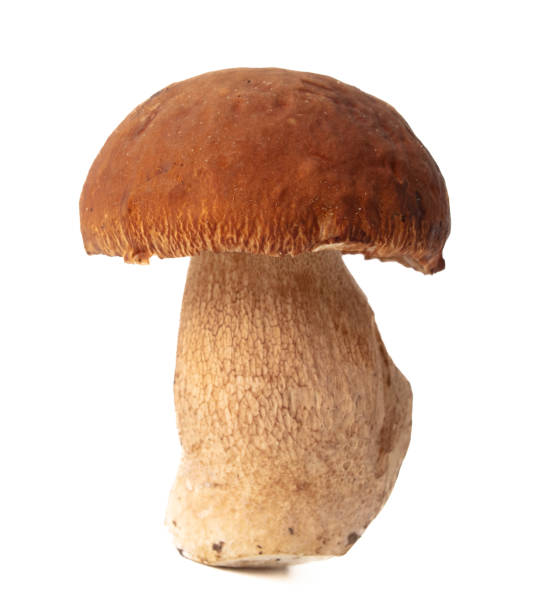 istock Boletus mushrooms isolated on white background 2148995534