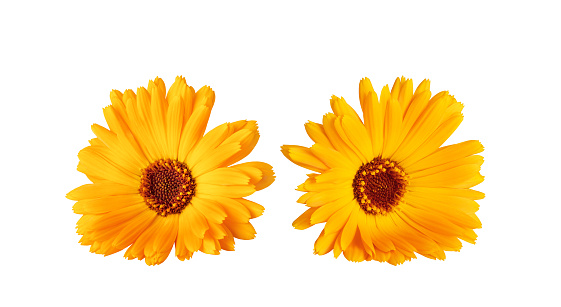 Orange Marigold flower isolated on white background. Calendula medicinal plant, herbal medicine and natural ingredient for skincare beauty products.