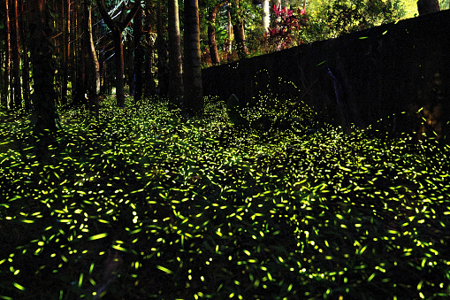 Fireflies glow in the forest at night