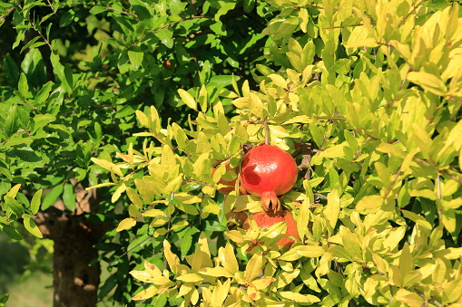 Pomegranate (Punica granatum) with blossom and fruit on green bush in summer, Albania